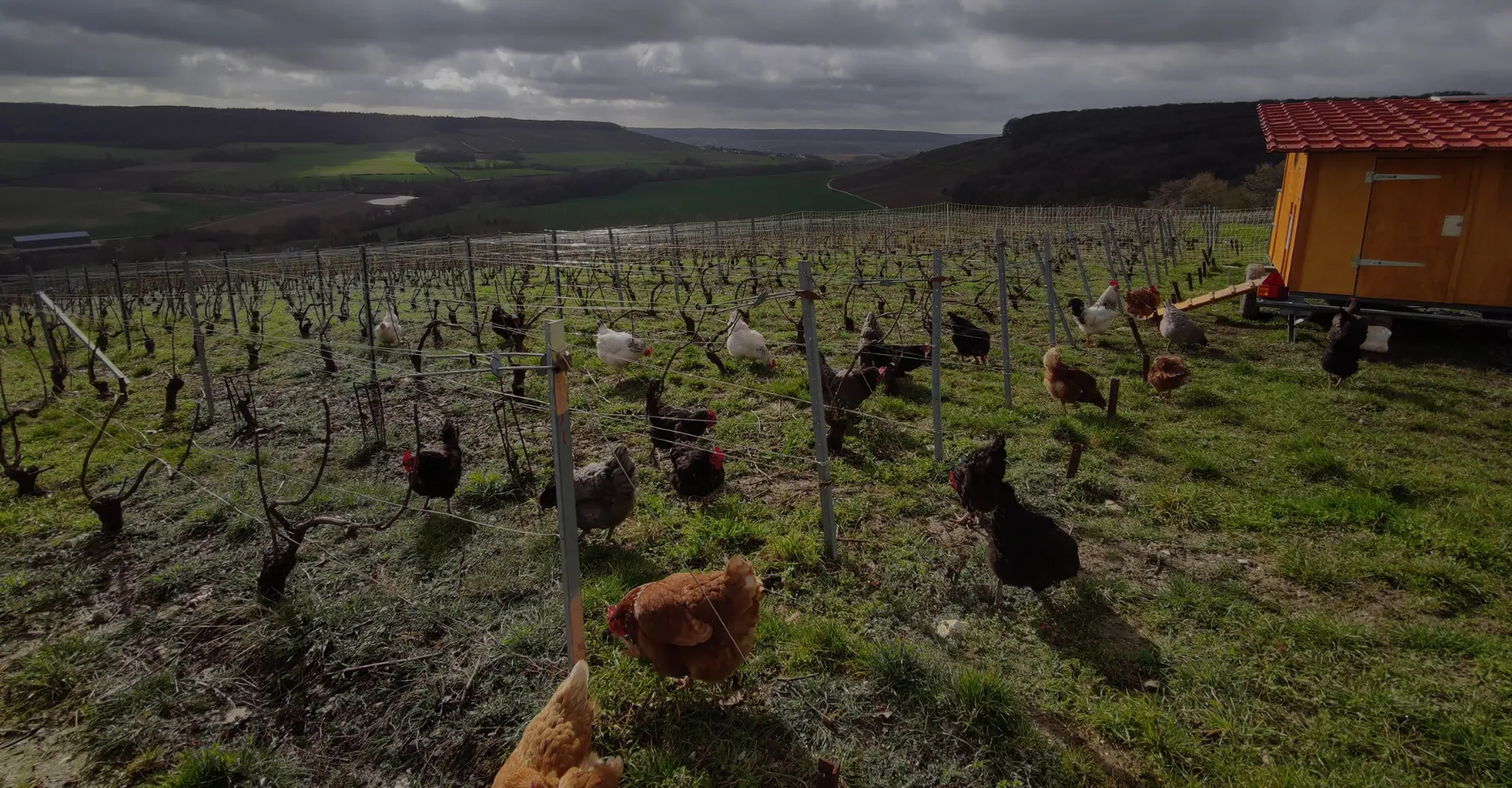 La Fine Bulle - Nos maisons - Champagne Moussé