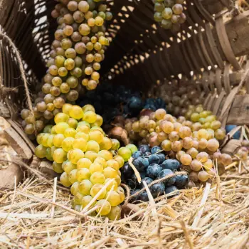 La Fine Bulle - Cépages en Champagne : l’essentiel à retenir