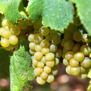 La Fine Bulle - Le Chardonnay en Champagne : 3 vertus incontournables à connaître