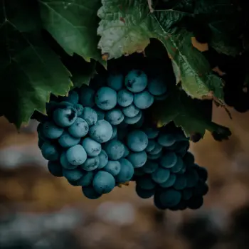 La Fine Bulle - Le Pinot Noir en Champagne : puissance, structure et caractère