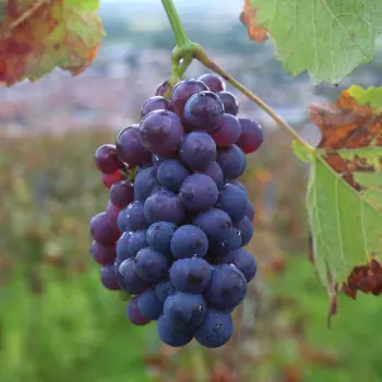 La Fine Bulle - Le Pinot Meunier en Champagne : gourmandise, rondeur et générosité