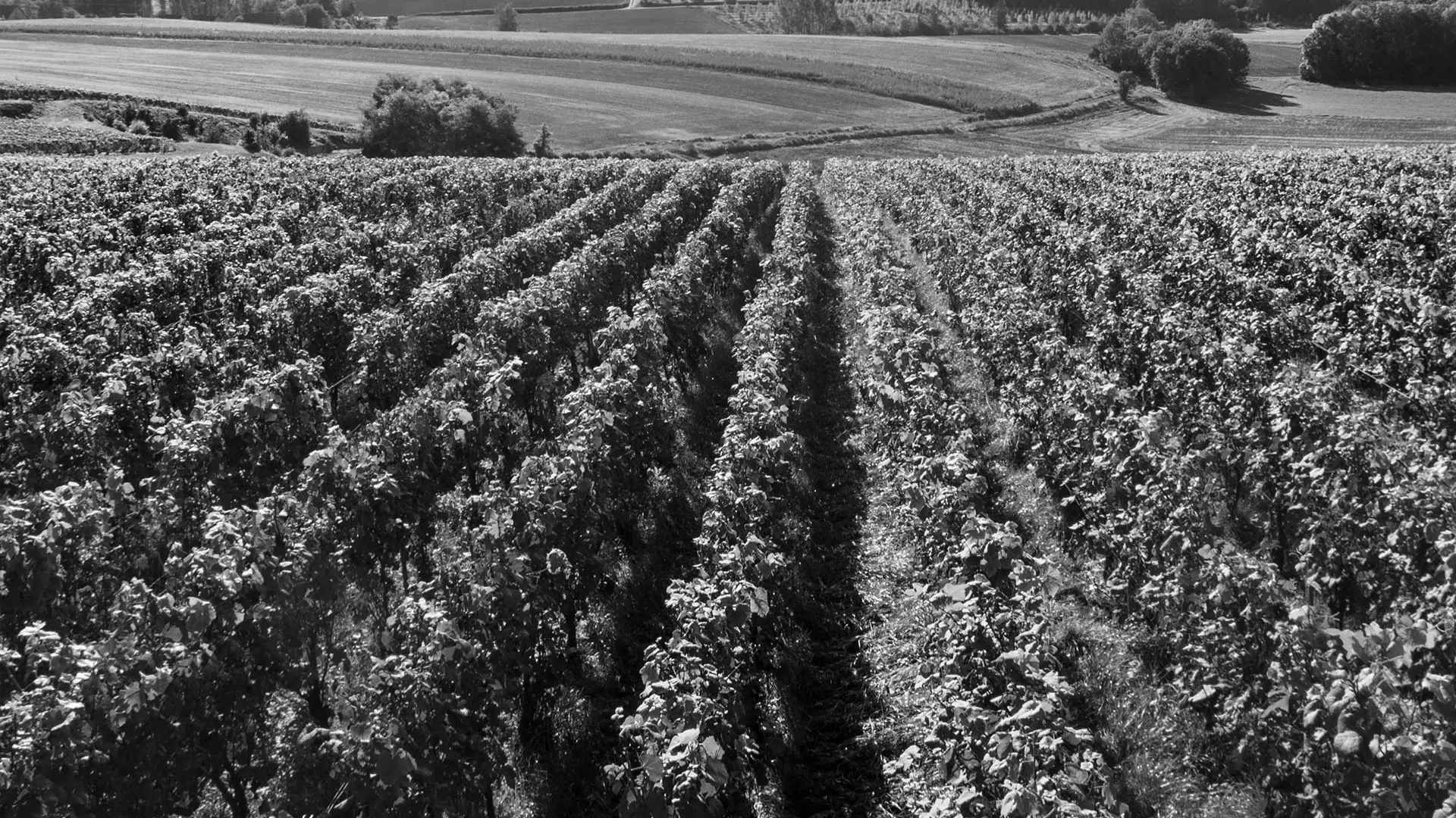 La Fine Bulle - Nos maisons - Domaine Lagille
