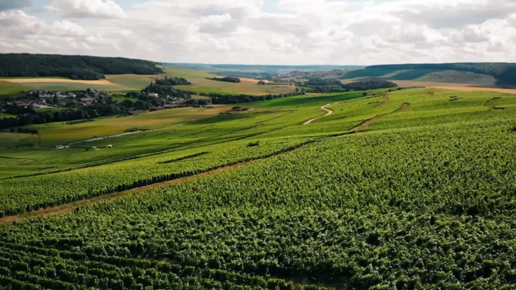 La Fine Bulle - Maison du mois - Champagne Eric Taillet