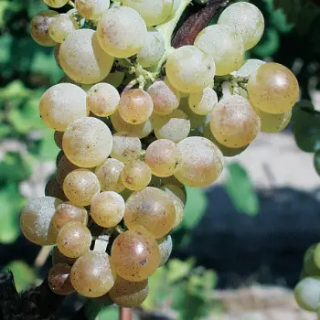 La Fine Bulle - L’Arbane : le cépage rare qui fait revivre l’histoire du Champagne
