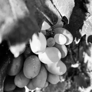 La Fine Bulle Épernay champagnes Grands Crus appellation La Fine Bulle Épernay champagnes Grands Crus appellation
